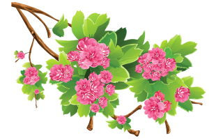 a flowering may tree branch